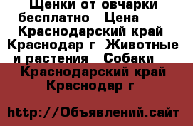 Щенки от овчарки бесплатно › Цена ­ 1 - Краснодарский край, Краснодар г. Животные и растения » Собаки   . Краснодарский край,Краснодар г.